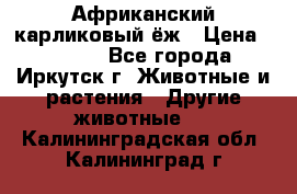 Африканский карликовый ёж › Цена ­ 6 000 - Все города, Иркутск г. Животные и растения » Другие животные   . Калининградская обл.,Калининград г.